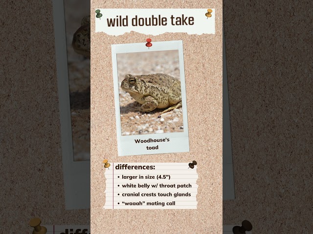 Watch Wild Double Take: Woodhouse’s and American Toads on YouTube.