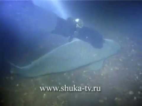 Подводные съемки на Днепре часть 2 Сазаны