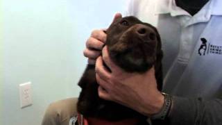 Chiropractic Care for Animals. Part One-Introduction