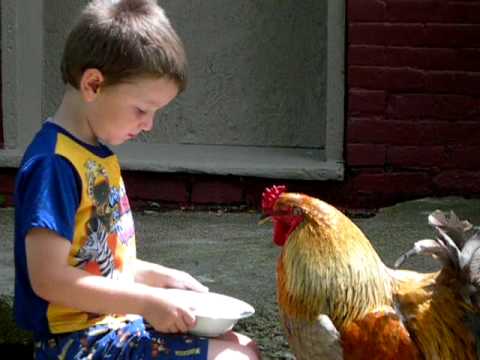 Rooster S Breakfast Movie Online