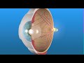 Retina