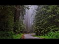 Forest 4K & HD Stock Videos | Free stock footage - No Copyright | All Video Free