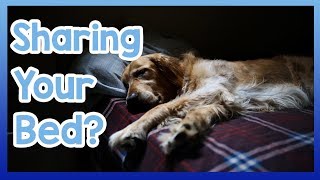 Should You Let Your Dog Sleep with You? Pro's and Con's of Sleeping in the Same Bed as Your Dog!