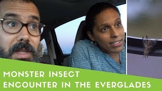 Monster GMO Insect Encounter In The Everglades | Rican Vegan