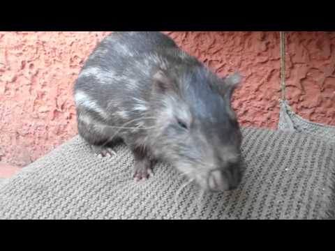 Header of Agouti taczanowskii