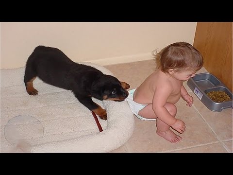 Cute And Funny Pictures About Puppy Rottweiler And Baby.