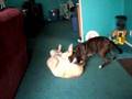 Pit Bulls Attack Each Other Video