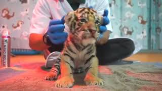 Caring for a Newborn Tiger Cub