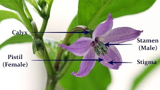 How To Grow Capsi Chilli Farming मरच क खत,90930786