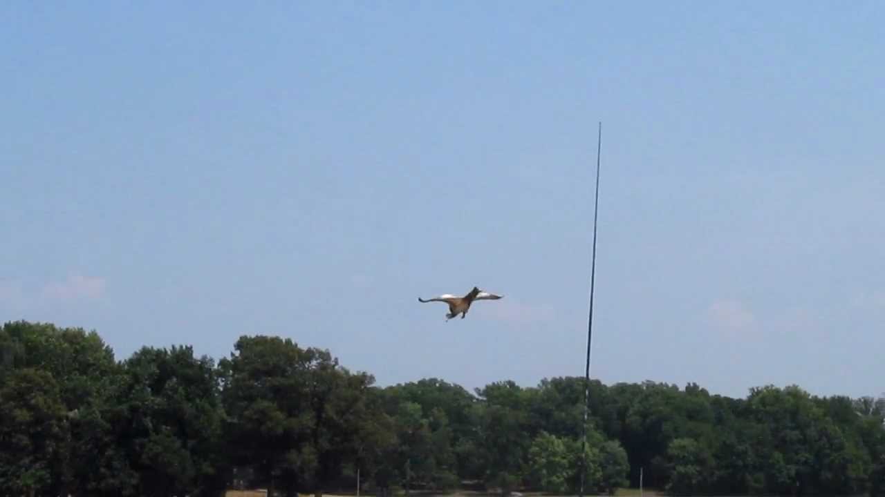 Duck Decoy Jackite YouTube