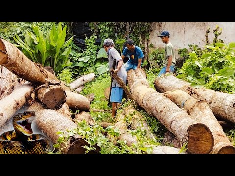 kayu Jati di gergaji untuk bahan Meja‼️ pesanan juragan mebel Bali