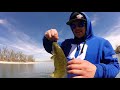 TROPHY SAUGER FISHING - Yellowstone River - Montana