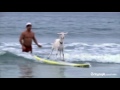Goat surfs in California