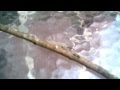 Gusano peludo con antenas negras,posiblemente es venenoso