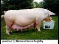 Blodwyn Pig - See My Way-Live 1970
