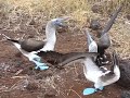 Forget the Harlem Shake! Try the #ScioTeen Blue-Footed Booby Dance!