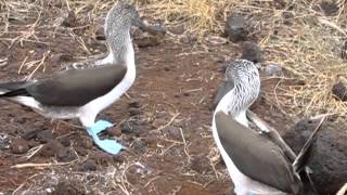 Forget the Harlem Shake! Try the Blue-Footed Booby Dance!