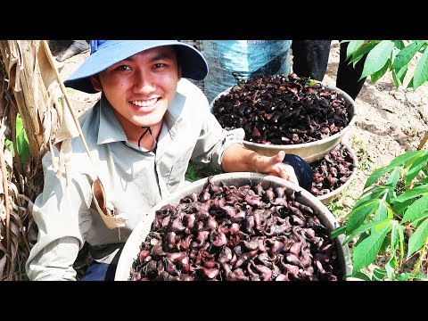 Đặc sản mọc trái dưới nước, nổi tiếng khắp Miền Tây |Du lịch Đồng Tháp Miền Tây