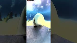 Shark Nearly Swallows Divers Camera