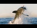BBC - Inside the Perfect Predator