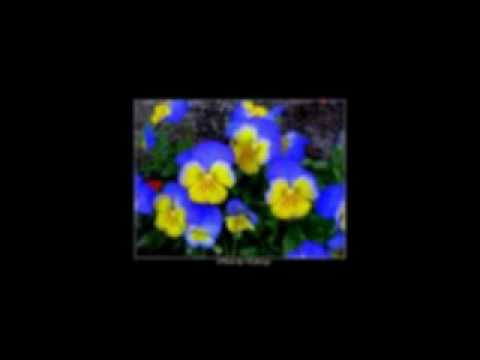 Pandit Bhimsen Joshi -Bhajan-Jyacha sakha hari.flv