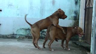 KIARA BLESSED DOG vs HERCULES Of BLESSED.MP4