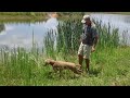 Red Hunting Poodles "Cooper" Water Retrieves
