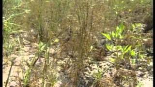 FILM ON CUMIN CROP FILM ON CUMIN CROP