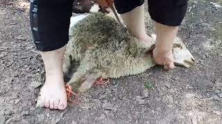 A Girl Slaughters A Sheep