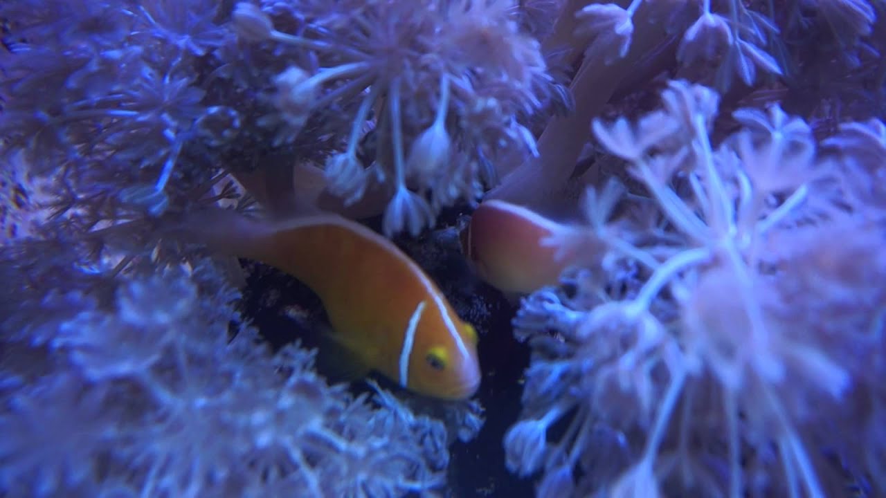pink skunk clownfish