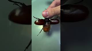 Xylotrupes Gideon Beetle Indonesian Rhinoceros Beetle In Action