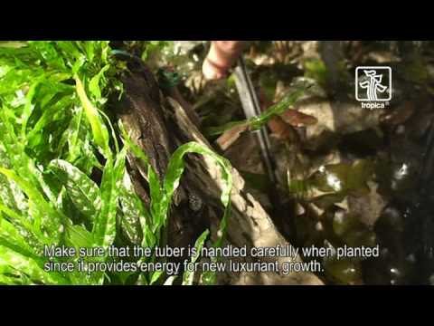 The easy plant akvarium, Tropica Aquarium Plants
