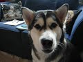Alaskan Malamute talking