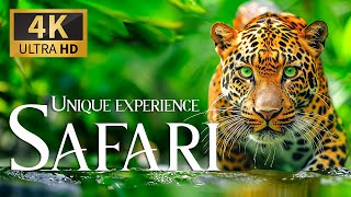 Unique Experience Safari 4K 🐾 Relaxation Movie With Calm Piano Music - Discovery Wildlife Ultrahd