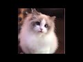 Cute Pets And Funny Animals Compilation #119 💗
