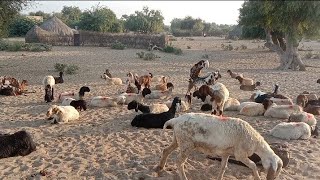 Goat Mating Sheep And Lamb Mating Video
