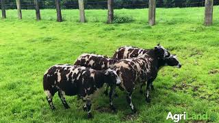 荷兰斑点,蓝色特塞尔和胭脂'Ouest rams