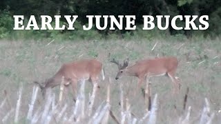 First Summer Scouting Trip of 2021 - Bucks are Growing!
