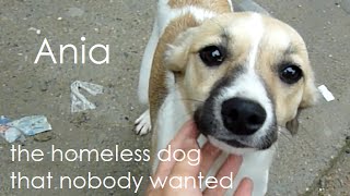 Homeless Dog That Nobody Wanted Gets a Second Chance at Life - Howl Of A Dog