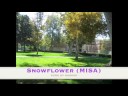 Snowflower (MISA OST) - 눈의 꽃 (미안하다 사랑한다)