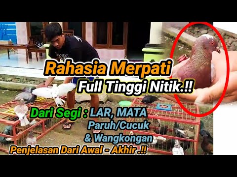 Characteristics of a Good High Pigeon Full of Nitik - Full of Ngelamuk | Effective & Proven.!!