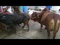 Punganur bull matting boni cow