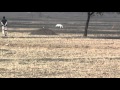 DOG AND RABBIT RACE KHARIAN PAKISTAN