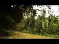 Incredible high dive into The Amazon River