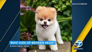 Boo the Pomeranian dies of broken heart, owners say | ABC7