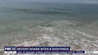 Several Shark Sightings, Attacks Reports Along Coast
