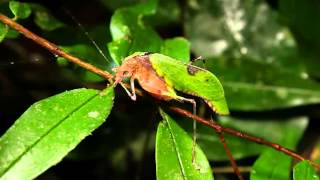 True Facts About The Leaf Katydid