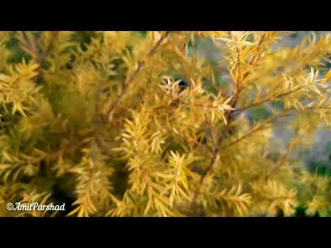 Everything has beauty, but not everyone sees it.🌿💚❤️ Everything has beauty, but not everyone sees it.🌿💚❤️