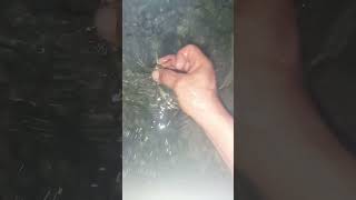Night Fishing Small Crabs,