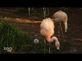 Funny Baby Flamingo SQUEAKS!